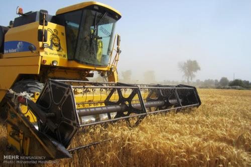 خرید تضمینی گندم با قیمت مصوب ۲۰۵۰۰ تومان به ازای هر کیلوگرم در سمنان