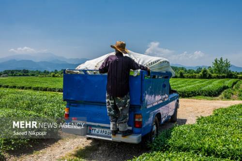 پایان چین بهاره چای در شمال کشور 10 هزار و 900 تن چای خشک تولید شد