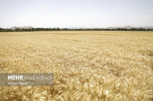 مطالبات پرداخت نشود، محصول را آزاد می فروشیم