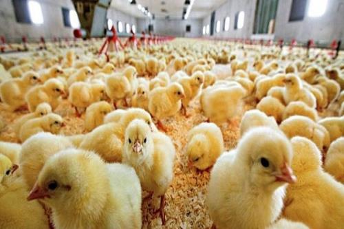 افزایش جوجه ریزی برای تأمین ذخایر راهبردی در ۶ ماهه دوم سال