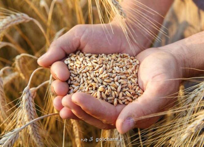 آیا سال ۱۴۰۴ ایران واردکننده گندم می شود؟
