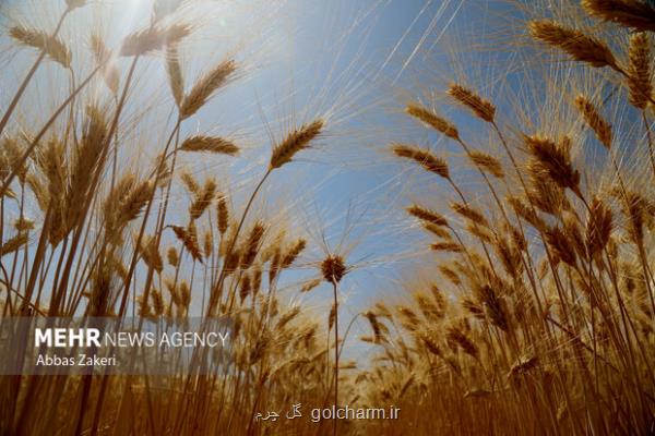 ضرب الاجل 48 ساعته مجلس برای پرداخت مطالبات گندم کاران