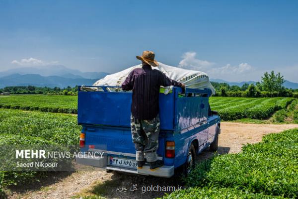 پایان چین بهاره چای در شمال کشور 10 هزار و 900 تن چای خشک تولید شد