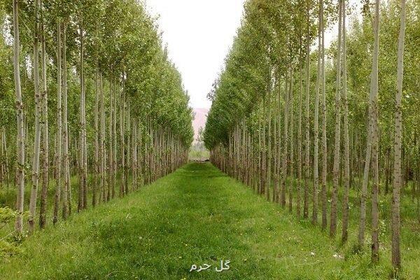 بالاتر از ۷ هزار هکتار اراضی ملی برای زراعت چوب در کشور شناسایی شد