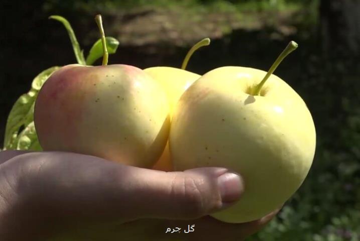 سرزمین سیب های شیرین!