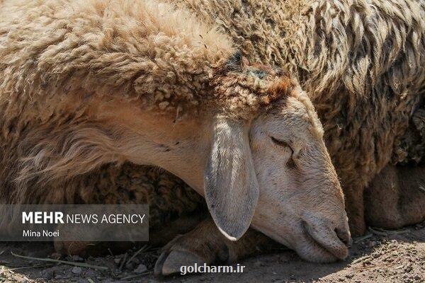 افزایش قیمت نهاده های دامی، بازار گوشت را گرفتار معضل می کند