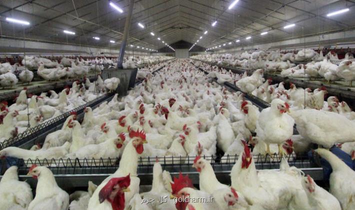 اتحادیه مرغداران تخم گذار بر کشتار مرغ ها نظارت ندارد