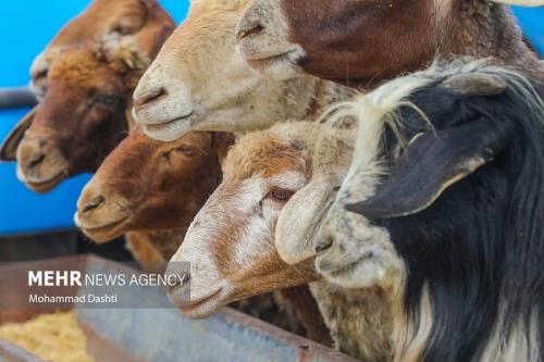 پرورش دام سبک در اقتصاد و تأمین امنیت ملی کشور تأثیر بسزایی دارد