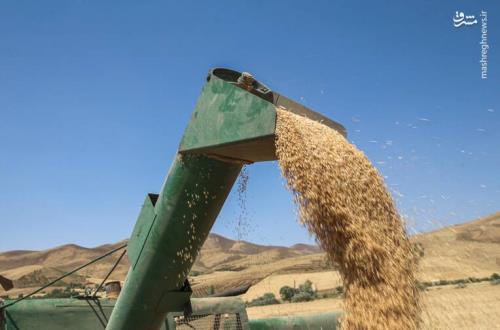 تعیین نرخ خرید تضمینی گندم ۲۹ و پنجاه صدم۰ تومان
