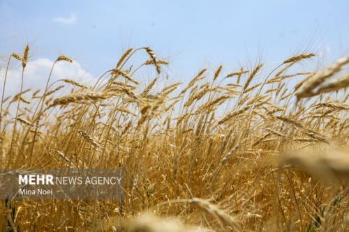 95 درصد مطالبات گندم کاران پرداخت گردید
