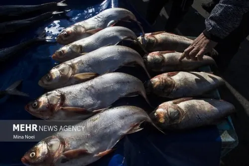 سند الگوی کشت و استفاده از فناوری نانوحباب در تامین امنیت غذایی