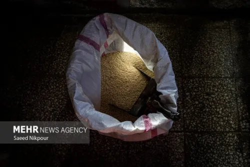 کلید کاهش قیمت برنج در دست سازمان برنامه