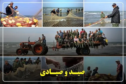 گیلان پیشتاز احیای ذخایر آبزی صید ماهیان استخوانی ۴۰ درصد رشد کرد