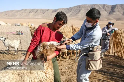 ایمن سازی دام سبک در مقابل تب برفکی در اولویت قرار گرفت