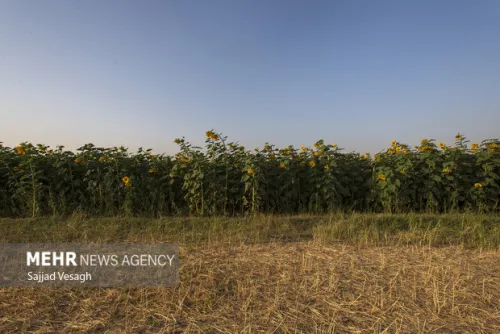 هشدار نسبت به افزایش خسارت پرندگان و ابلاغ دستور اقدام فوری در مزارع
