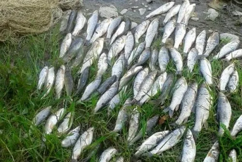 451 میلیون دلار صادرات آبزیان در 7 ماهه سال جاری انجام شد