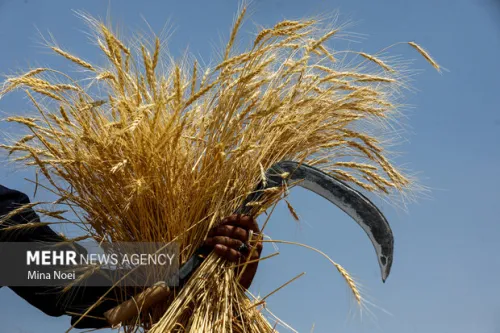 افزایش قیمت گندم صنف و صنعت در بودجه سال آینده 46 درصد