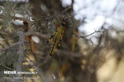 آمادگی دائمی برای رویارویی با ملخ صحرایی لازم است