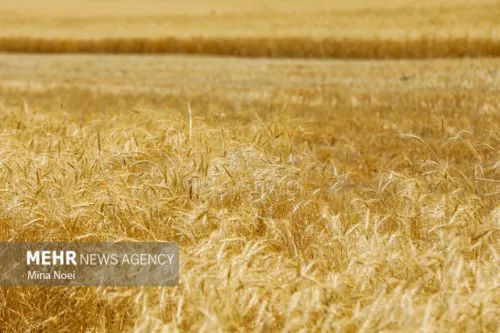 بازبینی در بیمه گندمزارها سهم کشاورز از جانب دولت پرداخت می شود