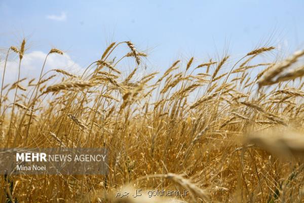 95 درصد مطالبات گندم کاران پرداخت گردید