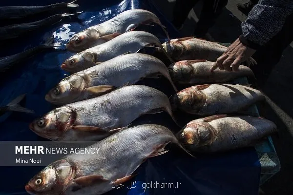 سند الگوی کشت و استفاده از فناوری نانوحباب در تامین امنیت غذایی