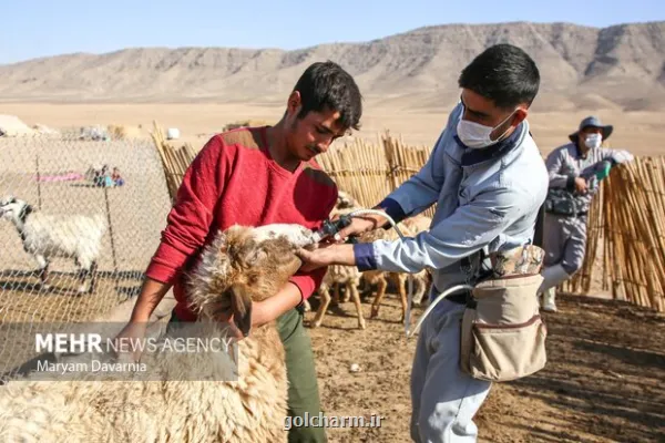 ایمن سازی دام سبک در مقابل تب برفکی در اولویت قرار گرفت