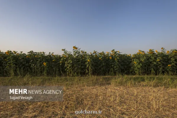 هشدار نسبت به افزایش خسارت پرندگان و ابلاغ دستور اقدام فوری در مزارع