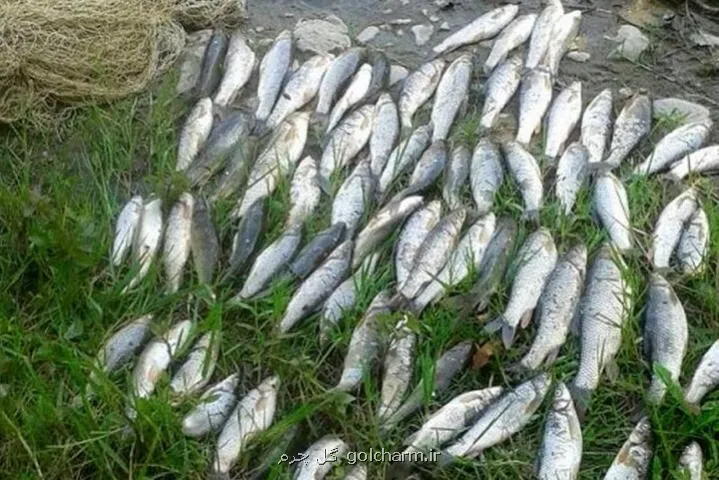 451 میلیون دلار صادرات آبزیان در 7 ماهه سال جاری انجام شد