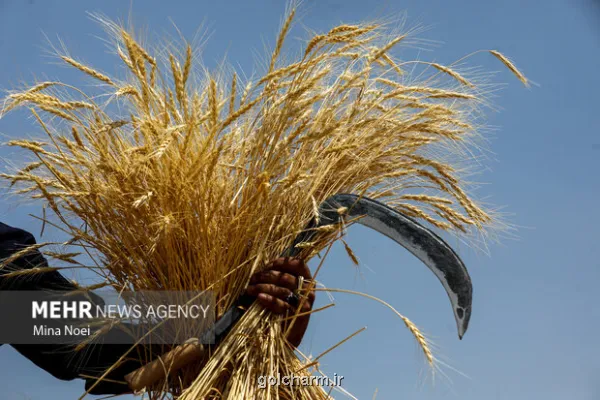 افزایش قیمت گندم صنف و صنعت در بودجه سال آینده 46 درصد