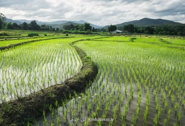 بحران کم آبی در بزرگترین تولیدکننده برنج جهان نمایان شد