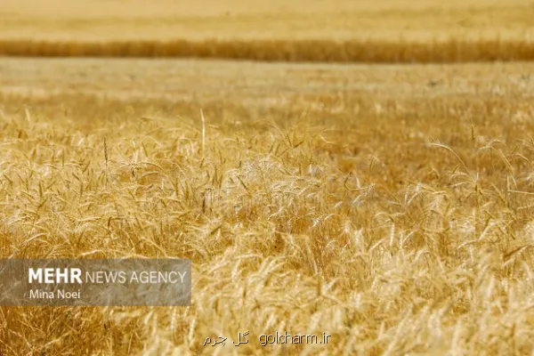 بازبینی در بیمه گندمزارها سهم کشاورز از جانب دولت پرداخت می شود