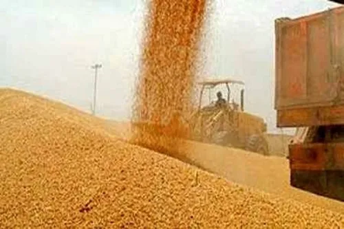 پیشبینی خرید یک میلیون و 750 هزار تنی گندم در خوزستان