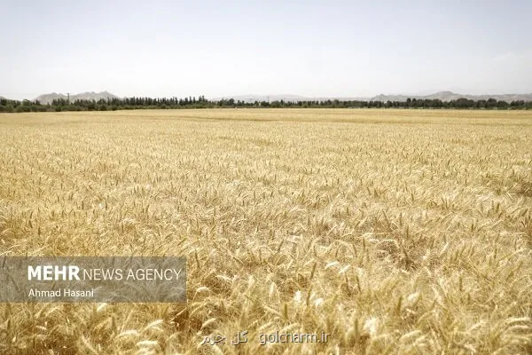 افزایش قیمت گندم در بازار جهانی