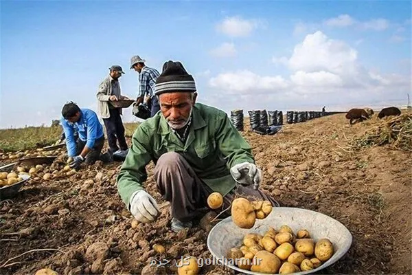 خام فروشی سیب زمینی کرمان در نبود کارخانه فرآوری سودی که خارج می شود