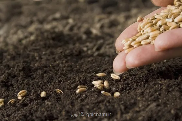 بهای خرید تضمینی گندم در کمیسیون تخصصی شورای قیمت گذاری بررسی گردید
