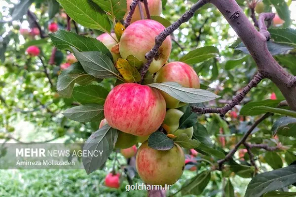 توسعه باغبانی ایران در افق ۱۴۲۰ با سناریو توسعه فناورمحور