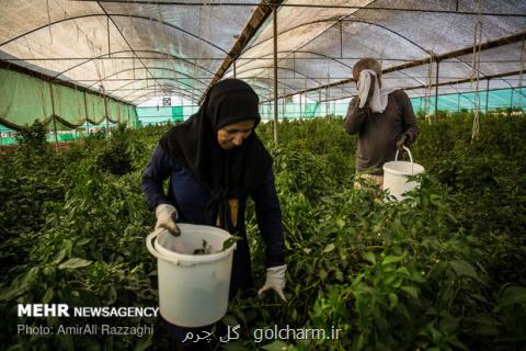 طرح بزرگ گلخانه ای اندیمشك افتتاح می گردد