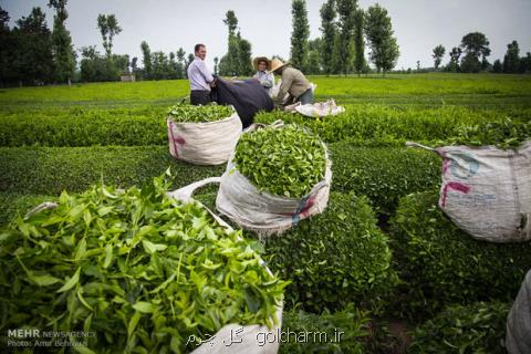 یك چهارم چای مصرفی كشور تولید داخل است