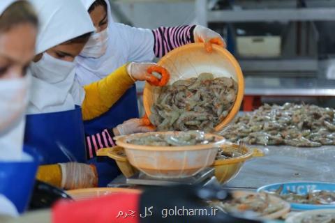 پروژه ۳۹۵ هكتاری پرورش میگو در هندیجان كلنگ زنی شد