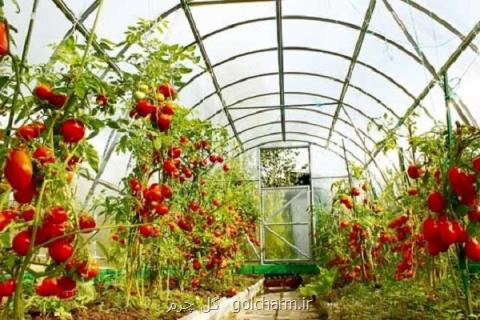 شهرك های گلخانه‎ای توسعه می یابد
