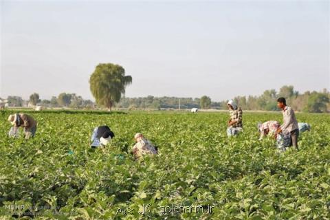 افزایش ۹ میلیارد تومانی سرمایه صندوق های حمایتی كشاورزی