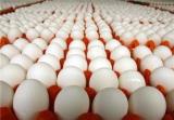 قیمت تخم مرغ به زیر ۵ هزارتومان كاسته می شود