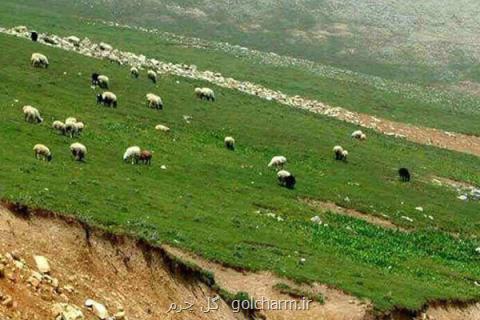 تعداد دام سبك كشور در بهمن نسبت به مهر ۲۰ درصد افزایش یافت
