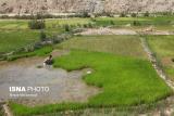 بزرگترین برنج كاران جهان كدامند؟
