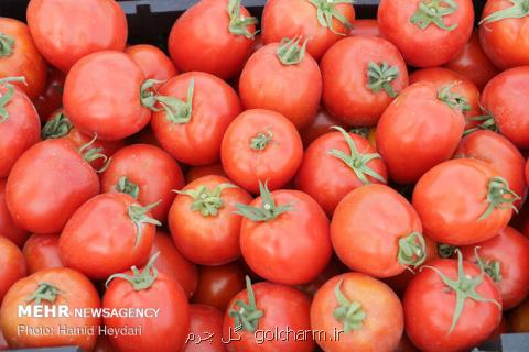 صعود باردیگر قیمت گوجه فرنگی، نرخ در مغازه به ۹ تا ۱۰هزارتومان رسید