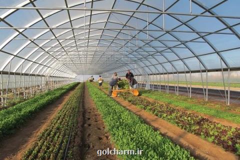 وجود ۷ هزار هكتار فضای گلخانه ای در كشور، تولید ۶۰۰ هزار تن محصول
