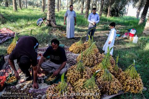 پیشنهاد حذف تعرفه صادرات خرما با آخر ماه مبارك رمضان