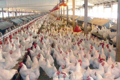 نرخ جدید مرغ دوشنبه تعیین می شود، زیان تولیدكنندگان سنگین است