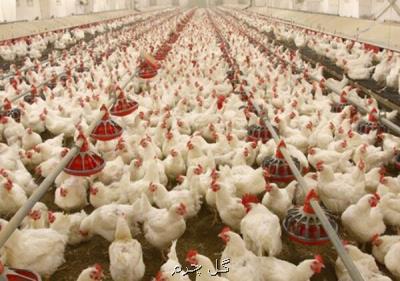 افزایش 1000 تومانی قیمت مرغ، گرمای هوا مرغ ها را لاغر كرد