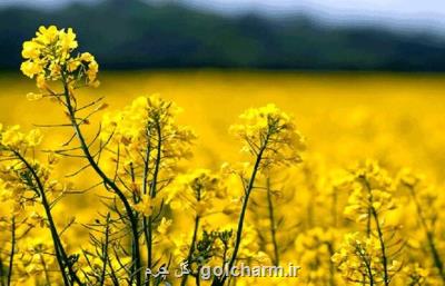 ساماندهی تولید كنندگان و بهره برداران دانه های روغنی